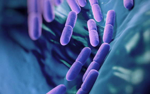 Understanding Probiotics and Prebiotics for Better Gut Health